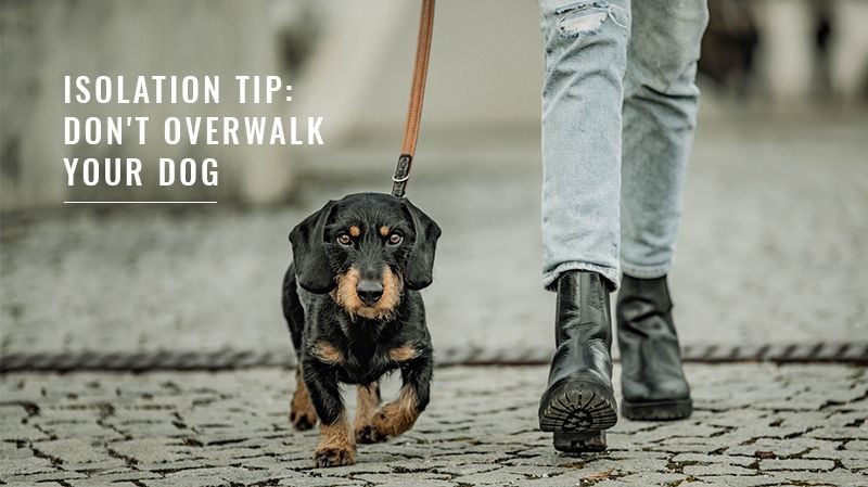 Isolation Tip: Don't Overwalk Your Dog Isolation Tip: Don't Overwalk Your Dog